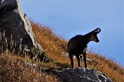 29 Anche i camosci salgono sul costone roccioso-erboso e ci osservano curiosi